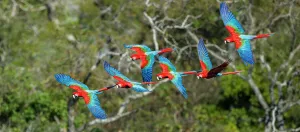 Formation Prints: RF - Red-and-Green Macaws or Green-winged Macaws (Ara chloropterus) in flight over forest canopy