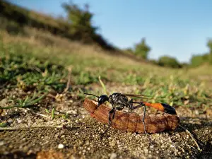 Wasp Prints: RF - Red-banded sand wasp (Ammophila sabulosa) dragging paralysed caterpillar prey to its nest