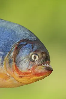 Pantanal Prints: RF - Red-bellied piranha (Pygocentrus nattereri) head portrait