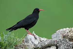 Corvidae Prints: RF - Red-billed chough (Pyrrhocorax pyrrhocorax) perched on a rock