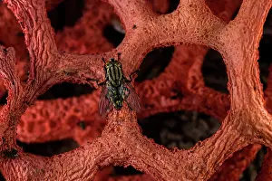Muscomorpha Prints: RF - Red cage (Clathrus ruber) blooming on chopped woods in a urban park with Common flesh fly (Sarcophaga carnaria)