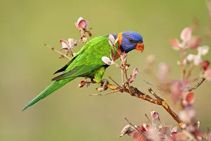 True Parrot Prints: RF - Red-collared lorikeet (Trichoglossus rubritorquis) perched in an Apple gum (Corymbia polysciada)