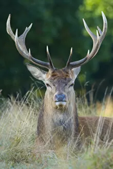 2020 March Highlights Collection: RF - Red deer (Cervus elaphus) Richmond Park, London, England, UK