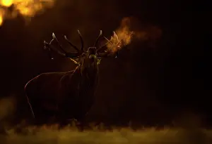 Antlers Prints: RF - Red deer (Cervus elaphus) stag roaring at dawn with visible breath