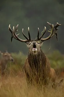 Antlers Prints: RF - Red deer (Cervus elaphus) stag roaring in the rain