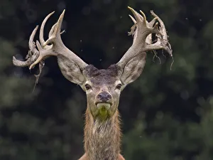2018 April Highlights Prints: RF - Red deer (Cervus elaphus) stag shedding velvet from antlers in autumn, Norfolk