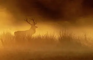 Antlers Prints: RF - Red deer (Cervus elaphus) stag silhouetted at sunrise on a misty morning
