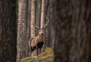 RF - Red deer (Cervus elaphus) stag standing amongst Scot'