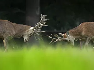 RF - Red deer (Cervus elaphus) stags fighting, Holkham Park, Norfolk, England, UK, September