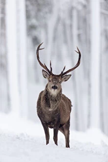 Standing Gallery: RF - Red Deer stag (Cervus elaphus) in snow-covered pine forest. Scotland, UK. December