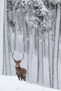 RF - Red Deer stag (Cervus elaphus) in snow-covered pine forest. Scotland, UK. December