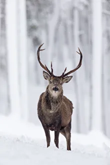 Artiodactyla Prints: RF - Red Deer stag (Cervus elaphus) in snow-covered pine forest. Scotland, UK. December