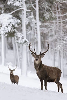 Alertness Gallery: RF - Red Deer stags (Cervus elaphus) in snow-covered pine forest. Scotland, UK. December