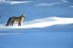 Images Dated 21st February 2016: RF - Red fox (Vulpes vulpes) in dappled light on snow, Yellowstone National Park