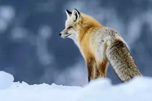 RF - Red fox (Vulpes vulpes) in deep snow. Yellowstone National Park, USA
