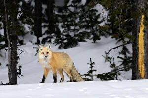 RF - Red fox (Vulpes vulpes) on the edge of coniferous forest