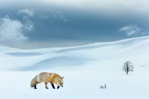 RF - Red fox (Vulpes vulpes) foraging in snow covered valley. Hayden Valley, Yellowstone National Park, USA. February 2019. (This image may be licensed either as rights managed or royalty free.)