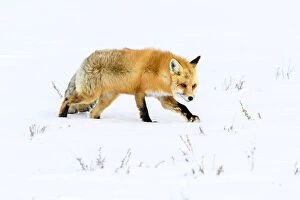 2020 Christmas Highlights Gallery: RF - Red fox (Vulpes vulpes) walking through deep winter snow