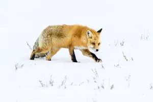 2020 Christmas Highlights Prints: RF - Red fox (Vulpes vulpes) walking through deep winter snow