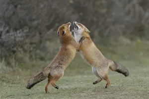 2019 August Highlights Prints: RF - Two Red foxes (Vulpes vulpes) on hind legs play fighting, Netherlands
