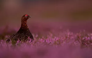 RF - Red Grouse (Lagopus lagopus scotica) among heather. Scotland. August