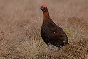 Grouse Prints: RF - Red grouse (Lagopus lagopus scotica) portrait