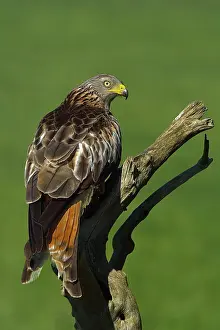 Rear View Prints: RF- Red kite (Milvus milvus) perched on dead branch