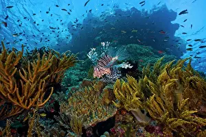 Scorpionfish Prints: RF - Red lionfish (Pterois volitans) swimming over reef with soft corals (Dichotella sp)