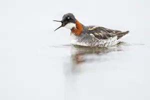 Varanger Peninsula Prints: RF - Red-necked phalarope (Phalaropus lobatus) on water