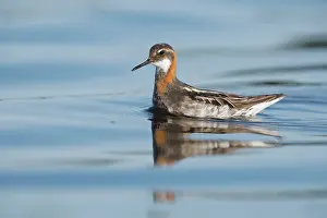 Ripple Prints: RF - Red-necked phalarope (Phalaropus lobatus) on water