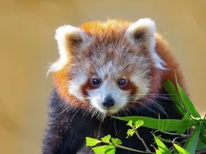 Himalaya Prints: RF - Red panda (Ailurus fulgens) portrait