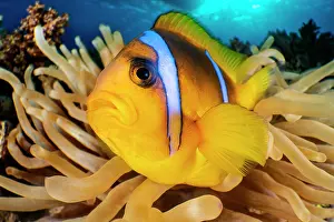 Clownfish Prints: RF - Red Sea anemonefish (Amphiprion bicinctus) resting in a Magnificent sea anemone (Heteractis magnifica)