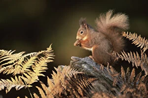RF- Red squirrel in autumn (Sciurus vulgaris). Strathspey, Scotland, UK