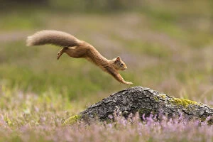 Images Dated 2nd September 2014: RF - Red Squirrel (Sciurus vulgaris) adult in summer coat leaping onto fallen log