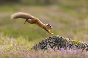 Sciurus Nadymensis Prints: RF - Red Squirrel (Sciurus vulgaris) adult in summer coat leaping onto fallen log