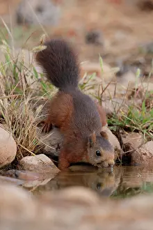 Sciuridae Prints: RF - Red squirrel (Sciurus vulgaris) drinking at pool