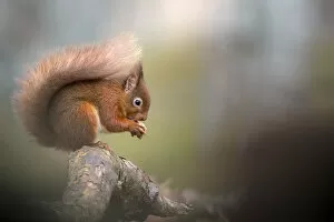 RF - Red squirrel (Sciurus vulgaris) feeding, sitting on branch. Cairngorms National Park, Scotland, UK. January
