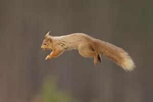 Images Dated 25th March 2012: RF- Red squirrel (Sciurus vulgaris) jumping