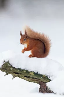 Rf17q1 Gallery: RF - Red Squirrel (Sciurus vulgaris) on log in snow. Scotland, UK. December