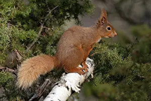 RF - Red squirrel (Sciurus vulgaris) resting on branch, Insh, Highlands, Scotland, UK. April. (This image may be licensed either as rights managed or royalty free.)