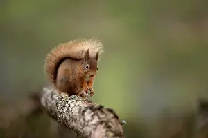 Rodentia Prints: RF - Red squirrel (Sciurus vulgaris) resting on a branch