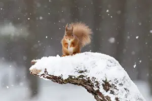 Rf17q1 Prints: RF - Red Squirrel (Sciurus vulgaris) on snow-covered stump. Scotland, UK, February