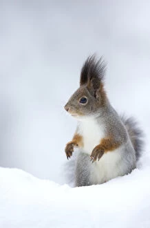 RF- Red Squirrel (Sciurus vulgaris) in snow. Finland. February