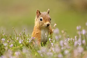 RF - Red squirrel (Sciurus vulgaris), summer coat, close-up amongst flowering heather