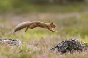 RF - Red Squirrel (Sciurus vulgaris) in summer coat leaping between fallen logs Scotland, UK