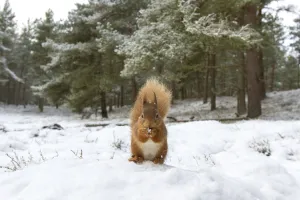 RF - Red Squirrel (Sciurus vulgaris) in woodland habitat in snow. Scotland, UK, December