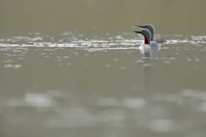 RF - Two Red-throated divers (Gavia stellata) on water, Varanger, Norway. July. (This image may be licensed either as rights managed or royalty free.)