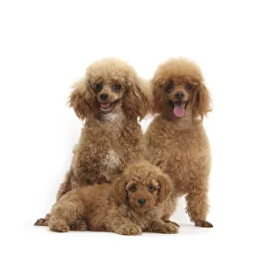 Cooling Down Prints: RF- Red Toy Poodle dog, Reggie, with bitch and puppy, against white background
