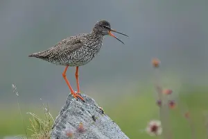 Calling Prints: RF - Redshank (Tringa totanus) perched on a rock calling