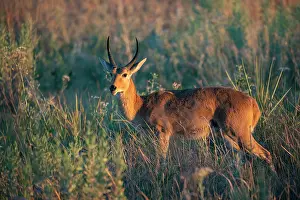 Grass Prints: RF - Reedbuck (Redunca arundinum) male